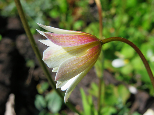 Palmate Anemone