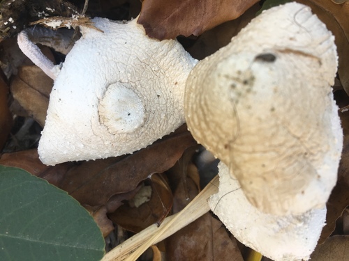 Leucocoprinus cretaceus image