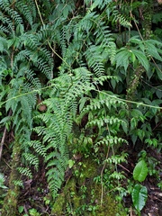 Dennstaedtia scandens