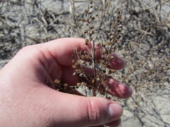 Artemisia campestris caudata