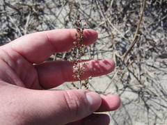 Artemisia campestris caudata