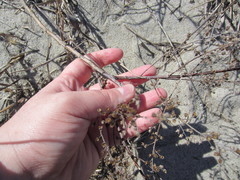 Artemisia campestris caudata