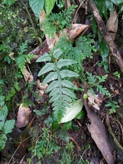 Asplenium wrightii