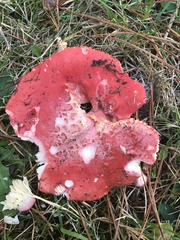 Russula sanguinaria image