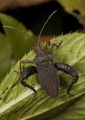 Acanthocephala bicoloripes