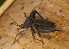 Acanthocephala bicoloripes