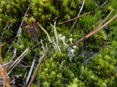 Orthotrichum papillosum
