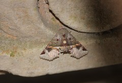 Targalla subocellata