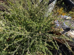 Ceanothus papillosus