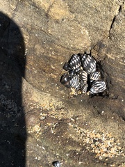 Echinolittorina interrupta