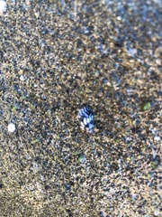 Echinolittorina interrupta