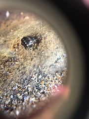 Echinolittorina interrupta