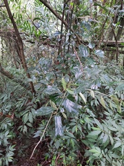Cryptocarya chinensis