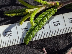 Ceanothus papillosus
