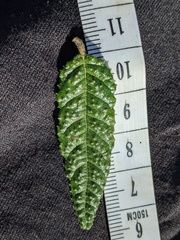 Ceanothus papillosus