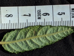 Ceanothus papillosus