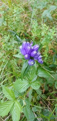 Gentiana linearis
