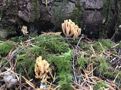 Ramaria formosa