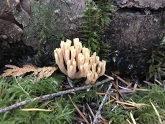 Ramaria formosa
