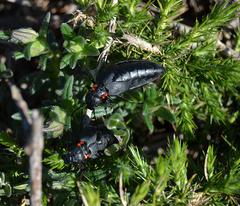 Physomeloe corallifer