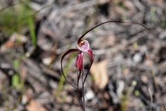 Caladenia chapmanii