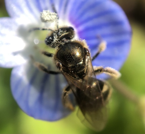 Gotham Sweat Bee photo 4