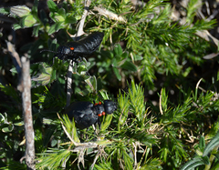 Physomeloe corallifer