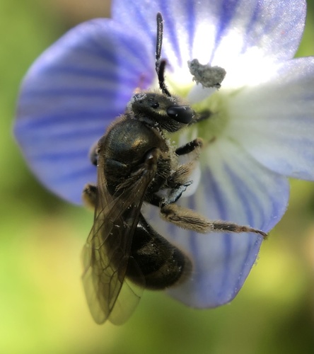 Gotham Sweat Bee