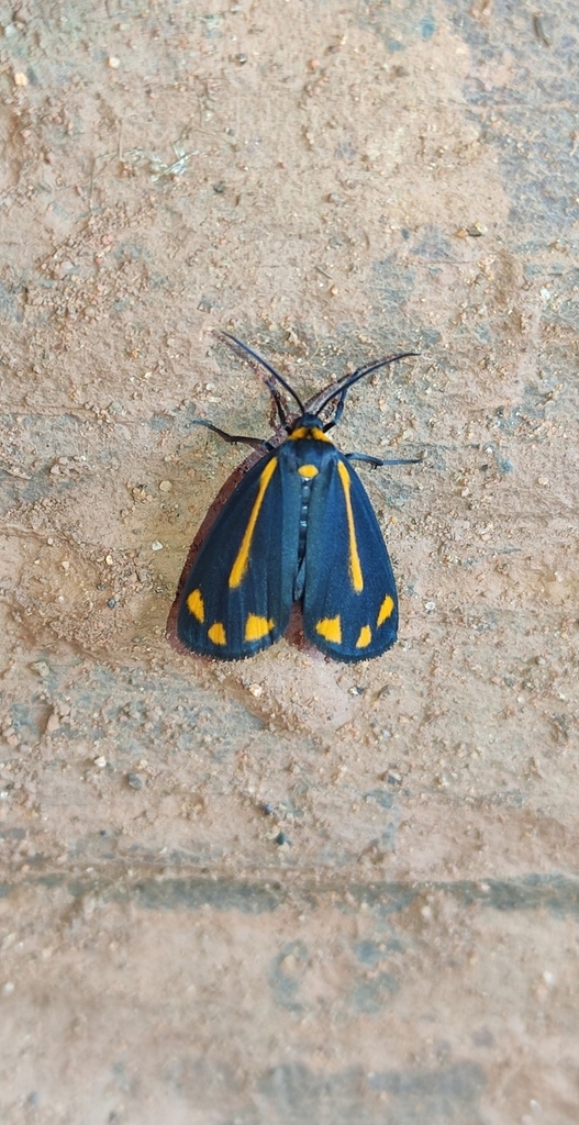 Brycea triplaga