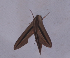 Theretra silhetensis
