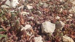 Petrosedum ochroleucum
