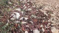 Petrosedum ochroleucum