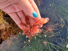 Botryocladia pseudodichotoma