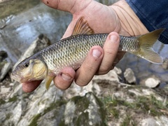 Nocomis leptocephalus