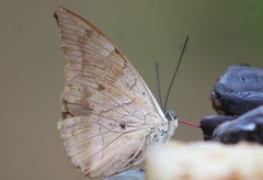 Archaeoprepona demophon centralis