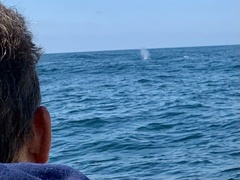 Eschrichtius robustus