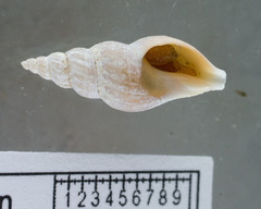 Curtitoma violacea