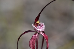 Caladenia chapmanii