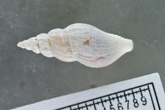 Curtitoma violacea