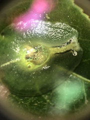 Gaeotis nigrolineata