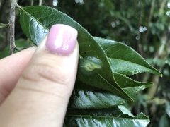 Gaeotis nigrolineata