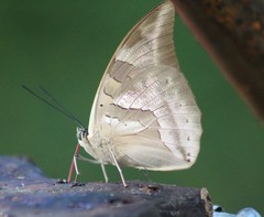 Archaeoprepona demophon centralis