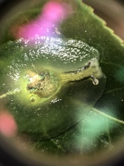 Gaeotis nigrolineata