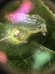 Gaeotis nigrolineata