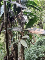 Lithocarpus brevicaudatus