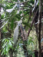 Lithocarpus brevicaudatus