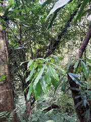Lithocarpus brevicaudatus