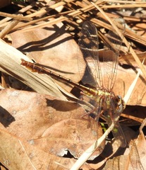 Phanogomphus minutus