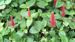 Acalypha pendula