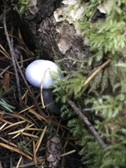 Cortinarius camphoratus